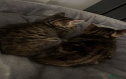Domestic Shorthair cats for sale: 🐾Two Gorgeous Female Kittens🐾 - Image 8