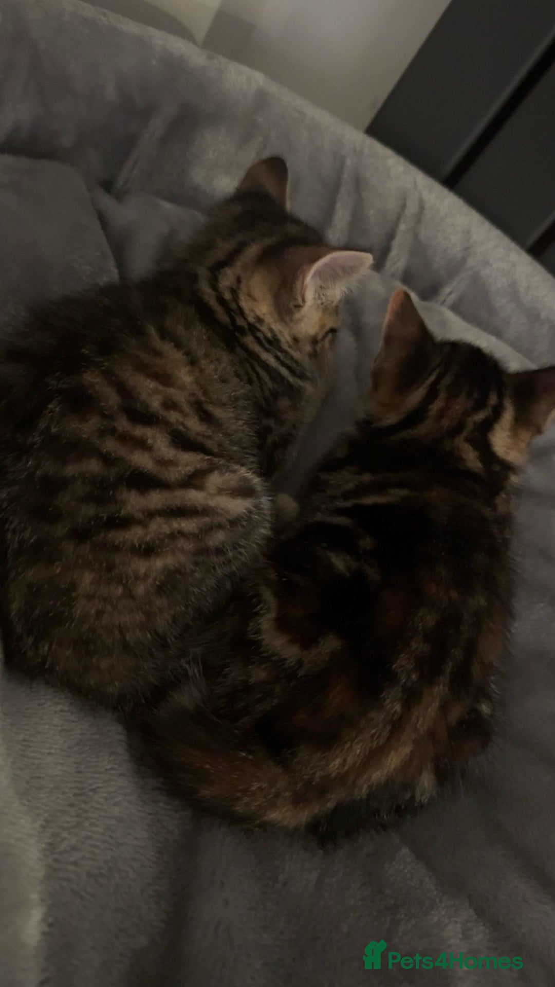 Domestic Shorthair cats for sale: 🐾Two Gorgeous Female Kittens🐾 - Image 8