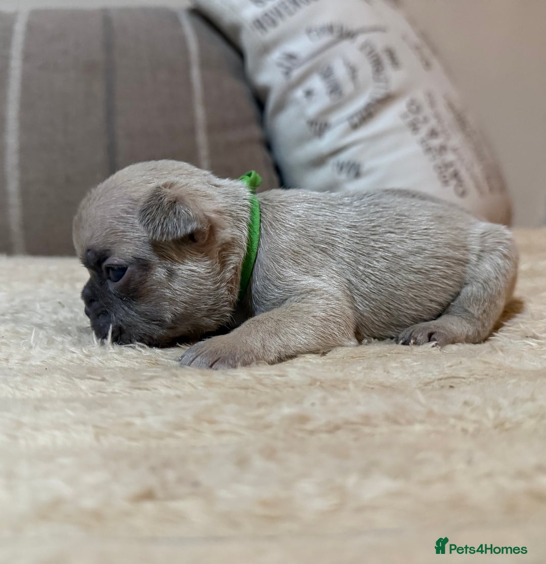 French Bulldog dogs for sale: French bulldog puppies - Advert 2