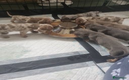 Miniature Dachshund dogs for sale: Stunning Miniature Dachshund Puppies - Image 3