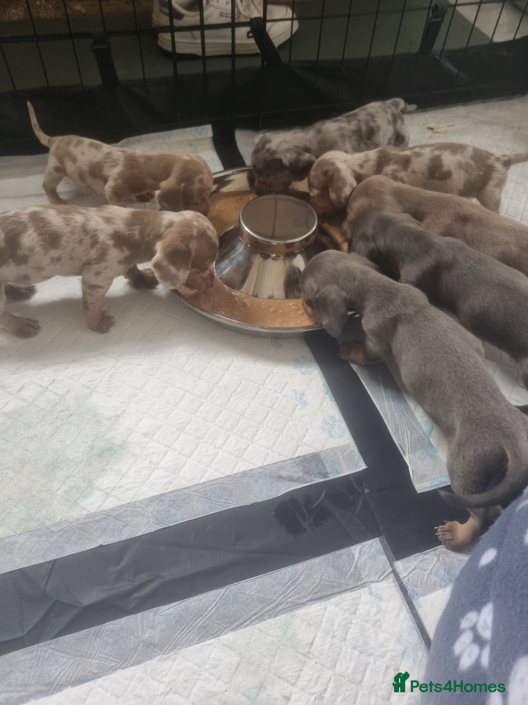 Miniature Dachshund dogs for sale: Stunning Miniature Dachshund Puppies - Image 3