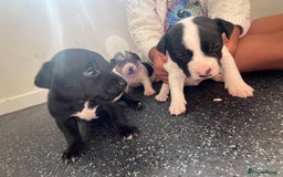 Jack Russell dogs for sale: 2 puppies for sales - Image 19