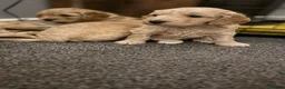 Cockapoo dogs for sale: Beautiful Cockapoo Puppies🐾 - Advert 23