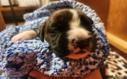 Boxer dogs for sale: 🌟KC REG BOBTAIL BOXER PUPS🌟 - Image 18