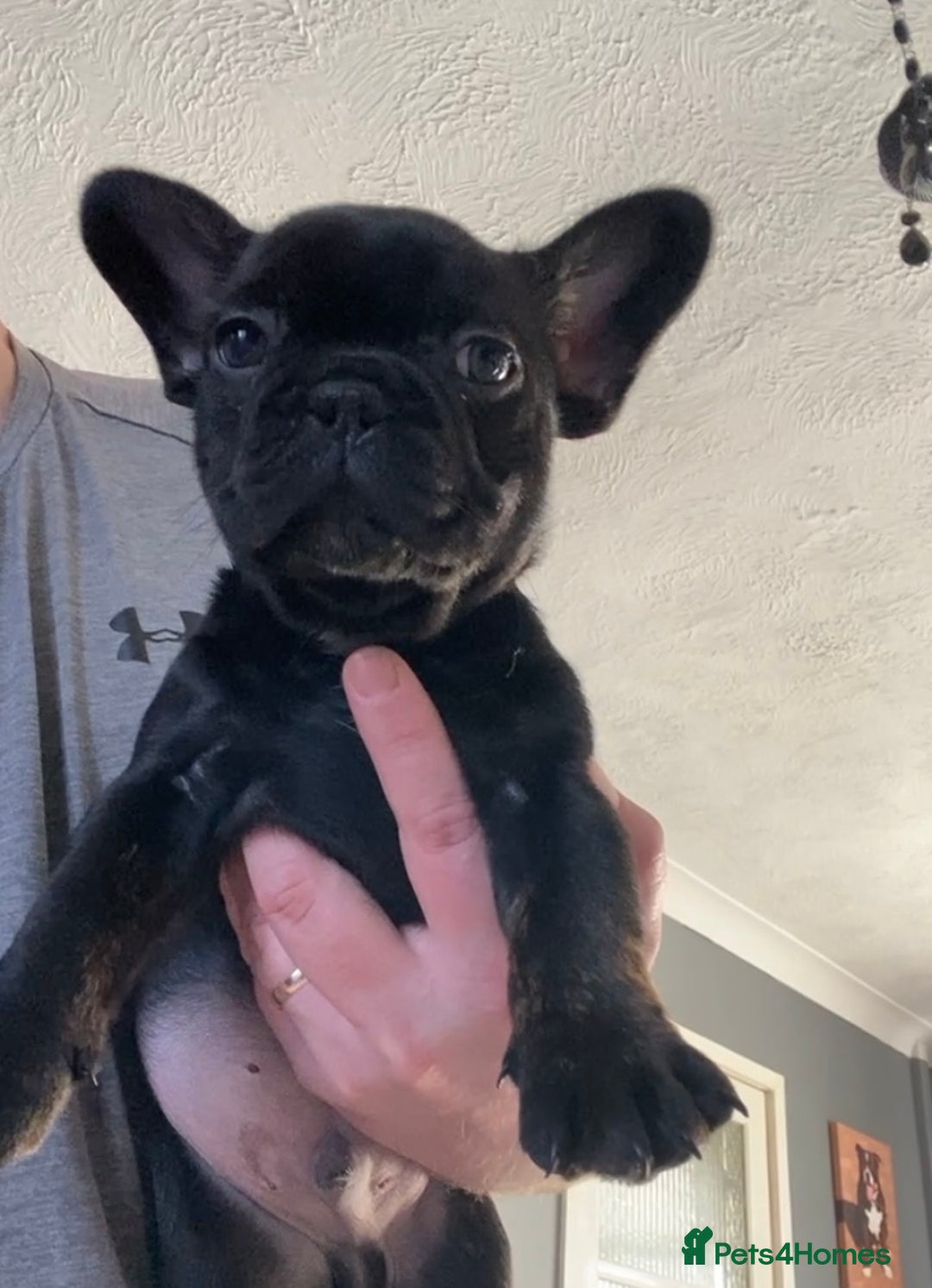 French Bulldog dogs for sale: French bulldogs puppy’s for sale - Advert 32