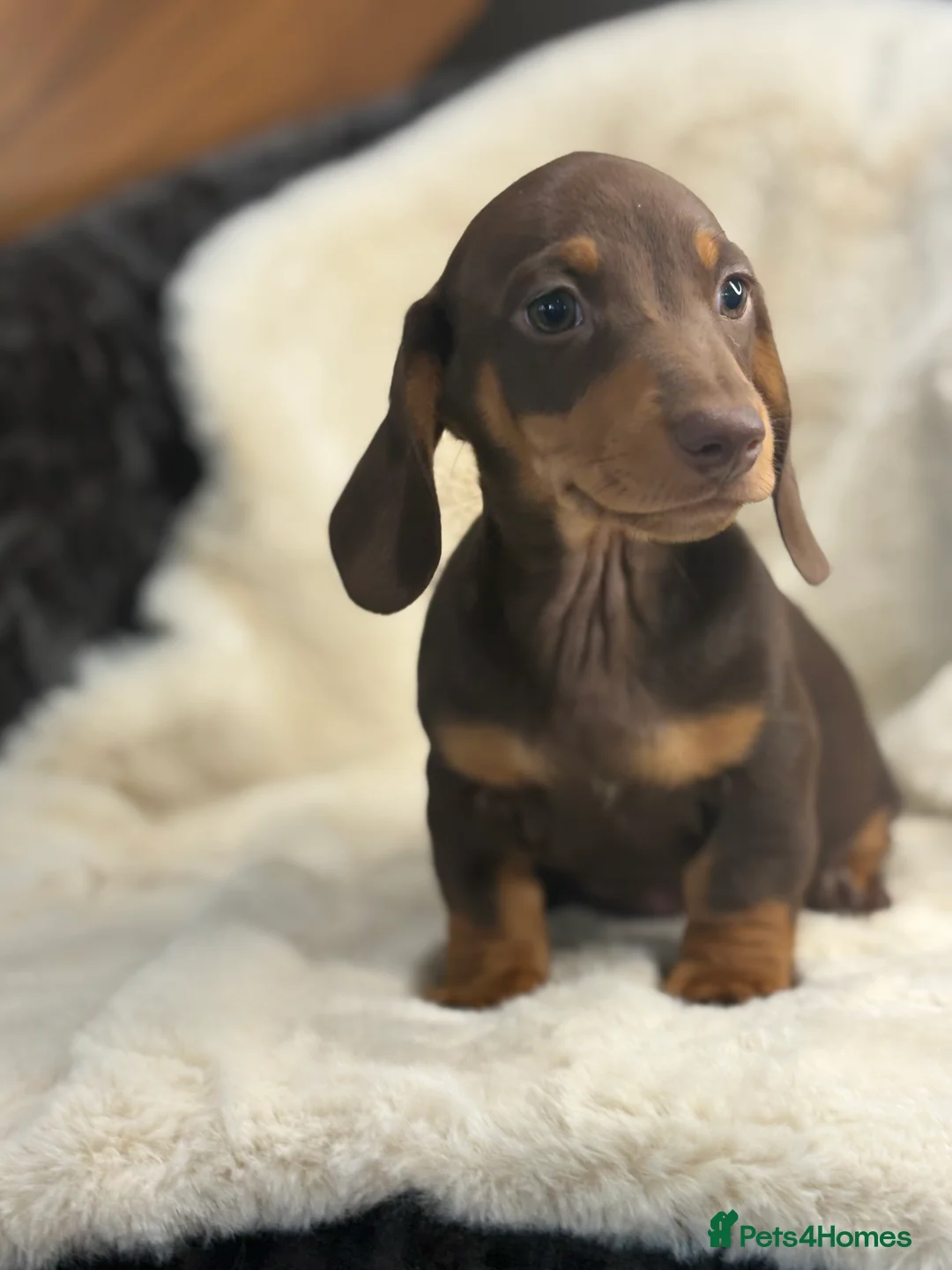 Miniature Dachshund dogs for sale: Top quality mini smooth dachshund pups  - Advert 9
