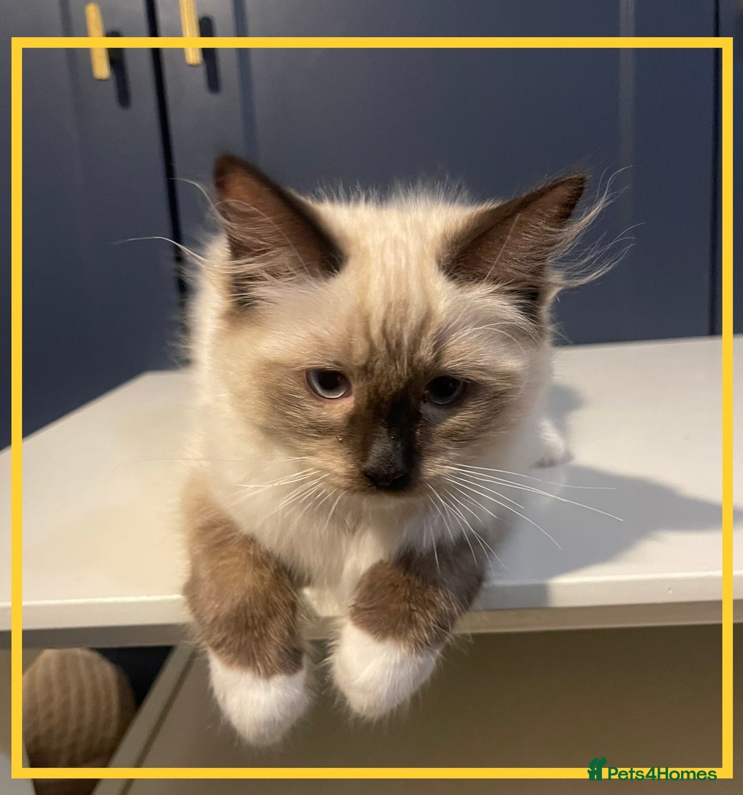 Ragdoll cats for sale: Ragdoll kittens ready now  !💞  - Image 12