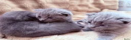 British Shorthair cats for sale: British shorthair kittens  in Trowbridge - Advert 11