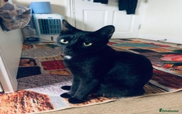 Bombay cats for sale: 9 week old kitten - Image 2