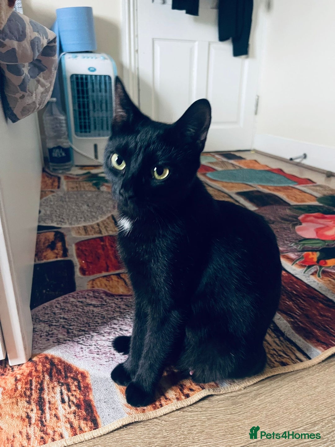 Bombay cats for sale: 9 week old kitten - Image 2