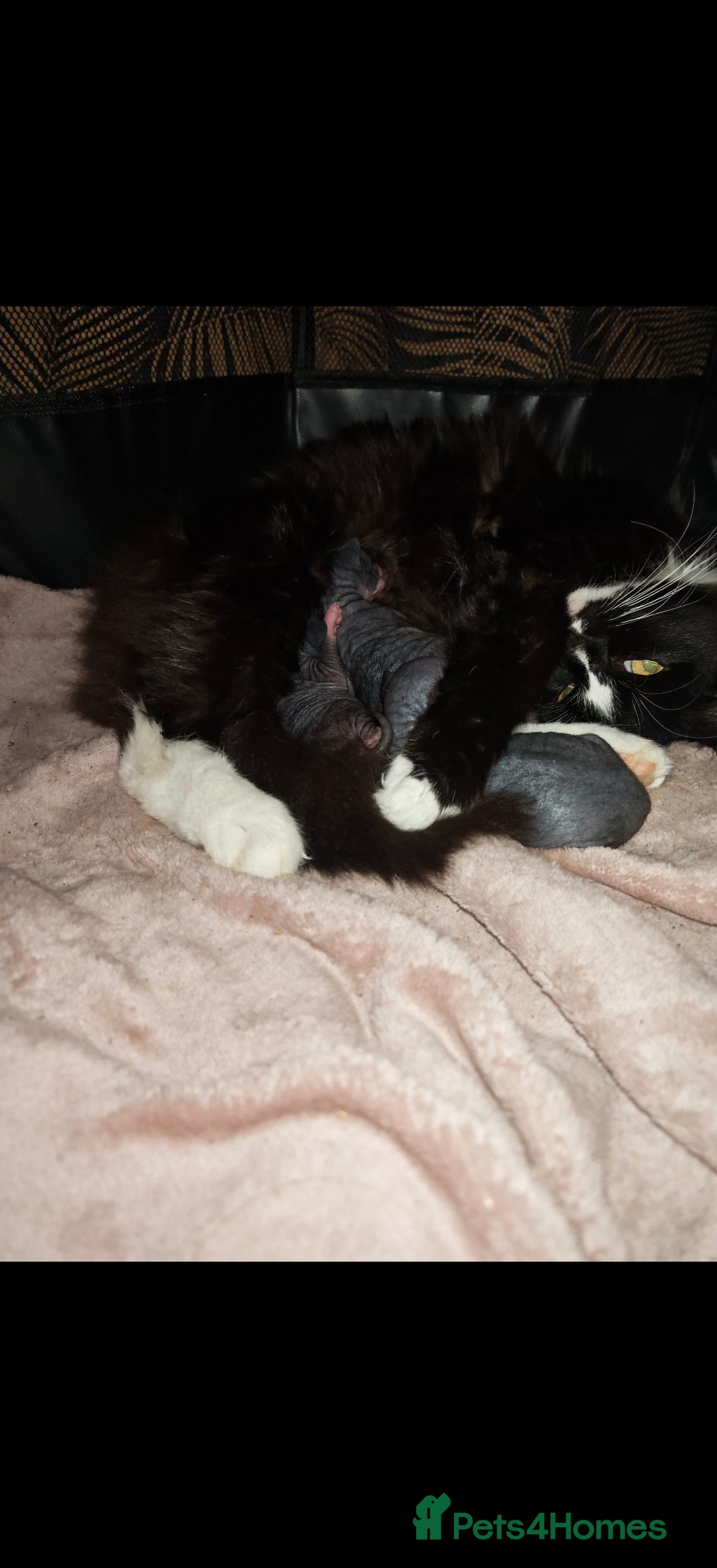 Mixed Breed cats for sale: Beautiful kittens  - Advert 6