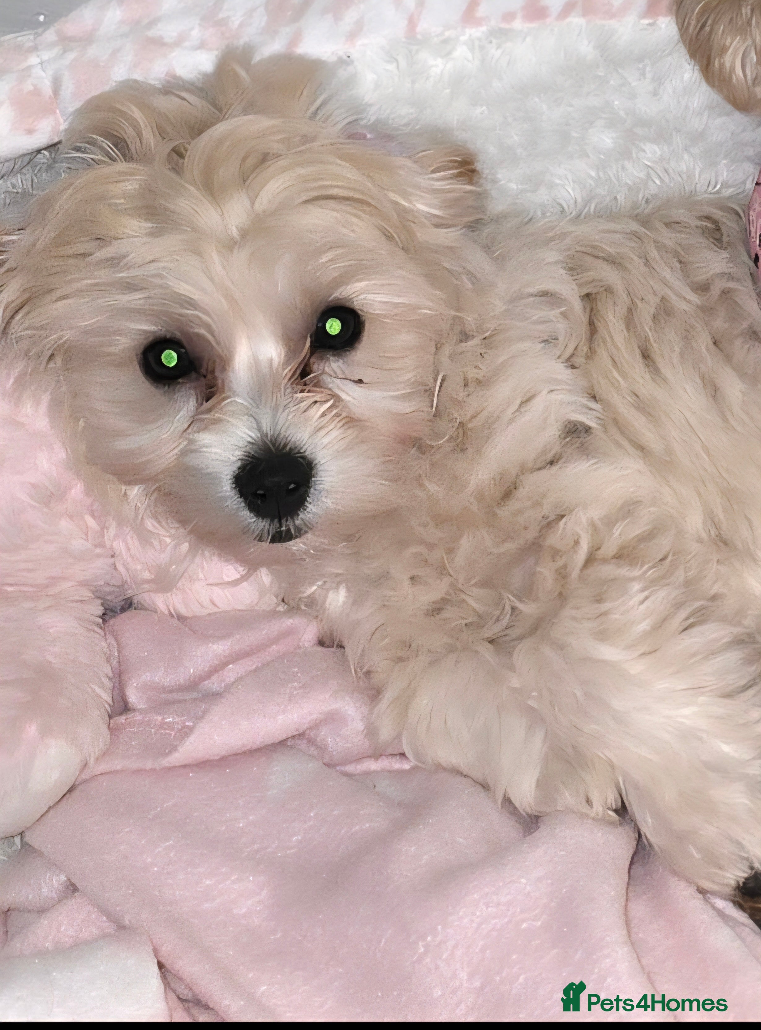 Yorkiepoo dogs NEED NEW HOME ASAP Bella the yorkipoo  - Advert 9
