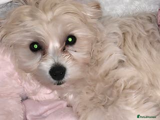 Yorkiepoo dogs NEED NEW HOME ASAP Bella the yorkipoo - Advert 6