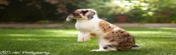 Mini Lop rabbits for sale: Riley - Advert 3
