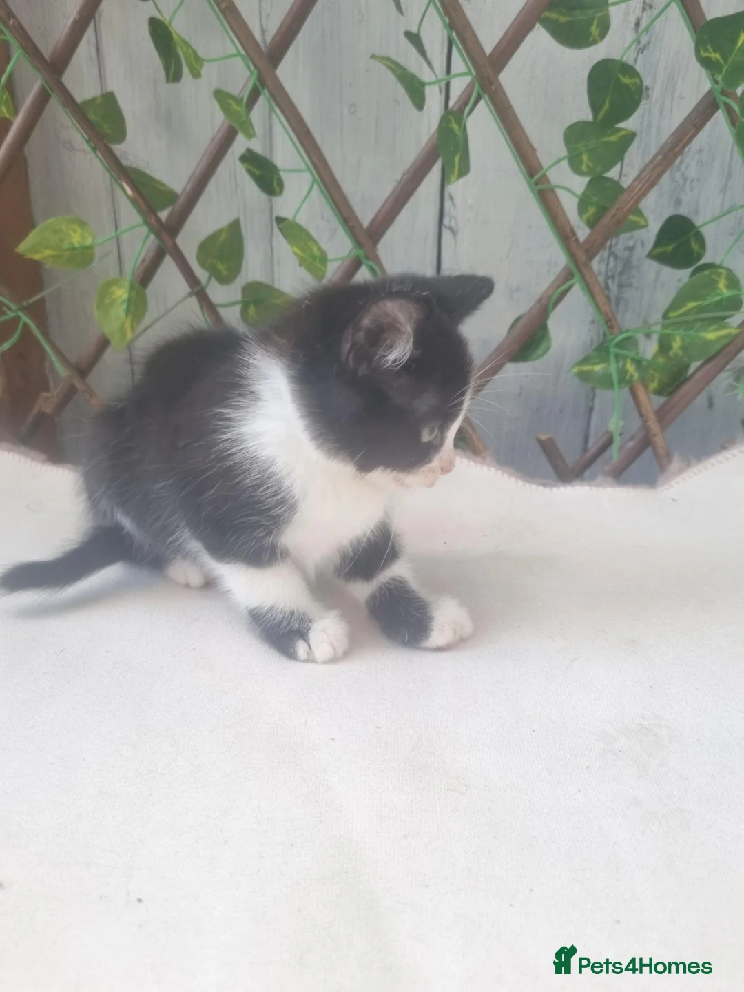 Mixed Breed cats for sale: Mixed bread  in Derby - Advert 4