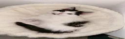 Mixed Breed cats for sale: A black and white kitten. Long haired Male - Advert 4