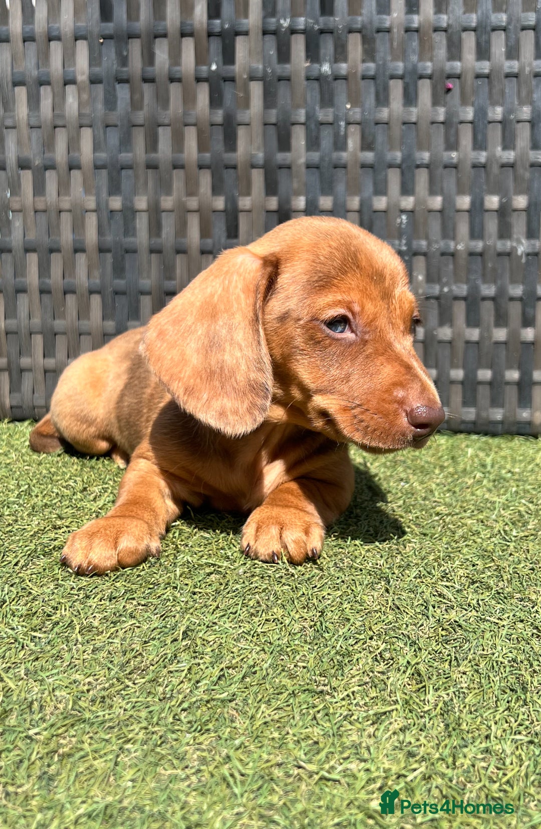 Miniature Dachshund dogs for sale: Stunning miniature dachshund puppies  - Image 4