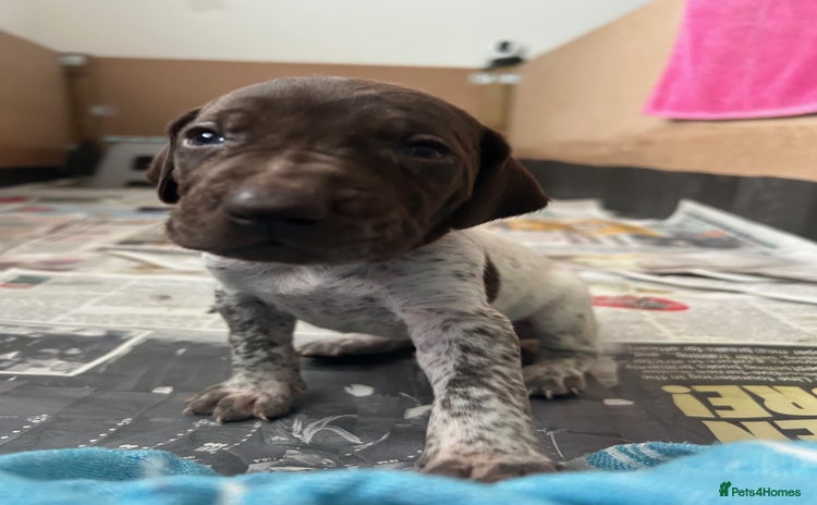 German Shorthaired Pointer dogs - Advert 1
