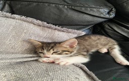 British Shorthair cats for sale: Beautiful little fella - Image 2