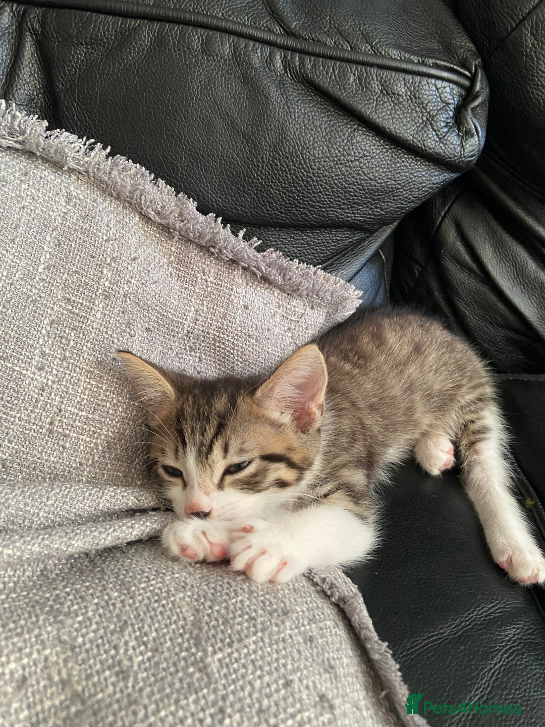 British Shorthair cats for sale: Beautiful little fella - Image 2