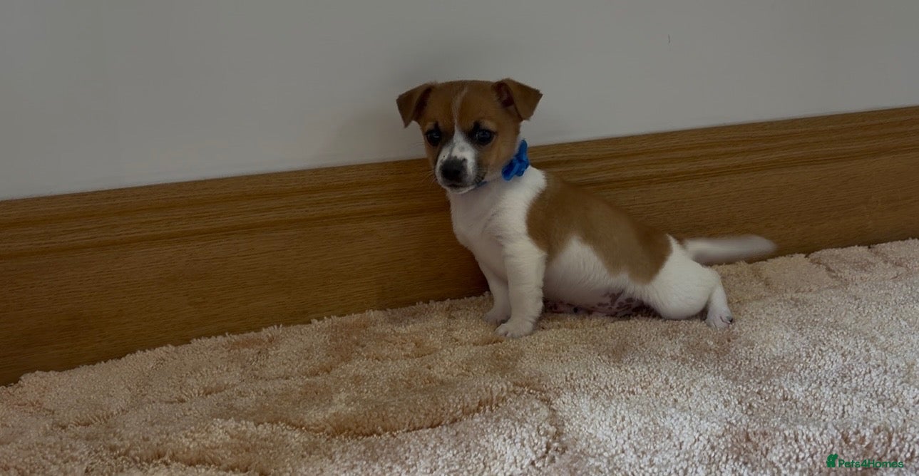 Jack Russell dogs Jack Russell puppies - Advert 4