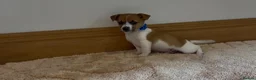 Jack Russell dogs for sale: Jack Russell puppies in Darwen - Advert 1