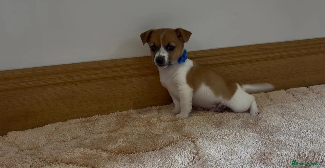 Jack Russell dogs for sale: Jack Russell puppies in Darwen - Advert 1