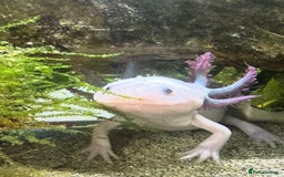 Axolotl reptiles for sale: Axolotl  - Image 1
