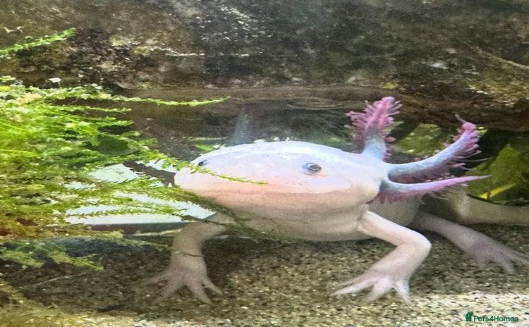 Axolotl reptiles - Advert 8