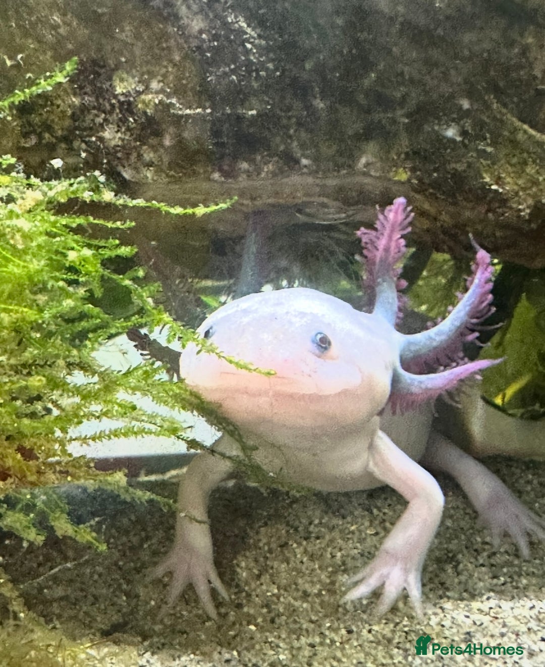 Axolotl reptiles for sale: Axolotl  - Image 1