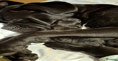 Mixed Breed dogs - Advert 9