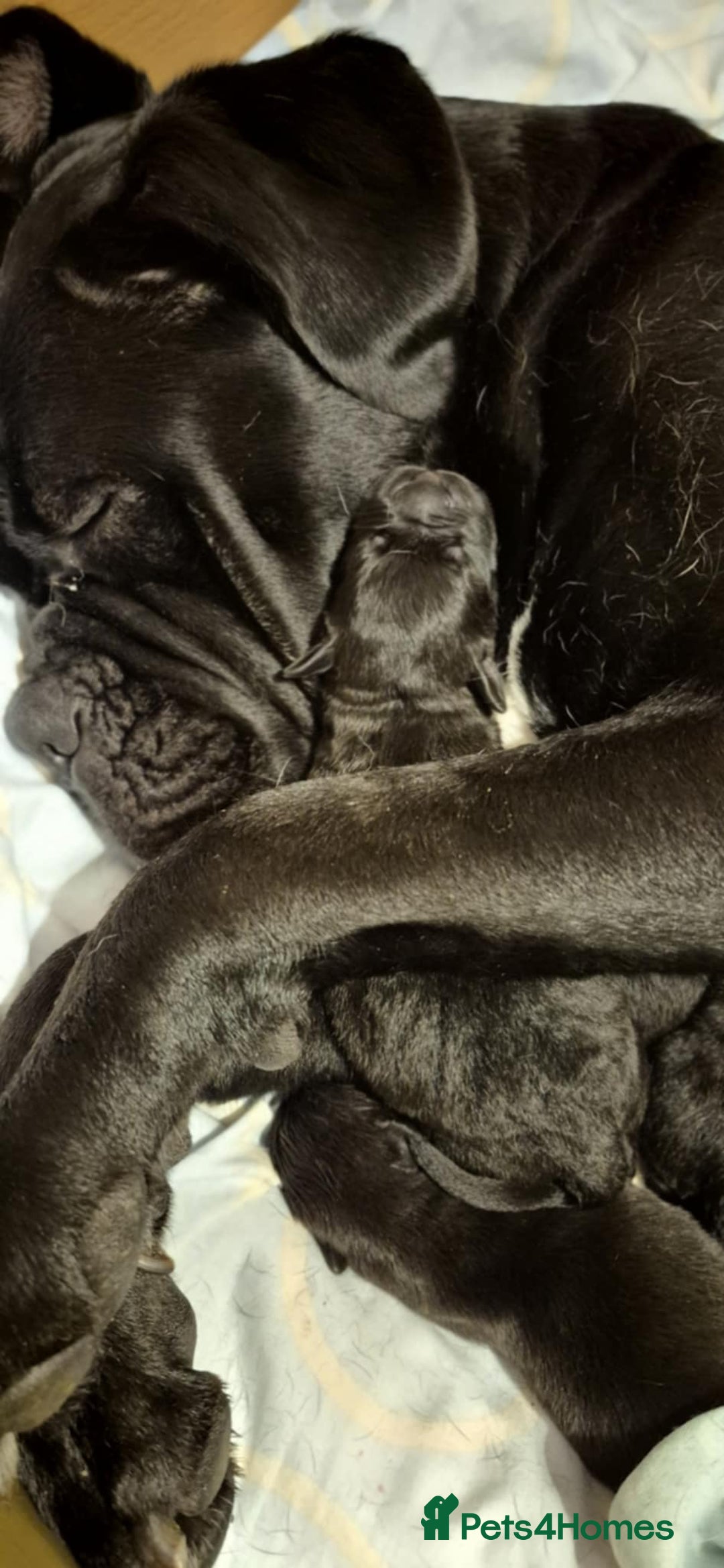 Mixed Breed dogs for sale: Mastiff x rottweiler  - Image 2