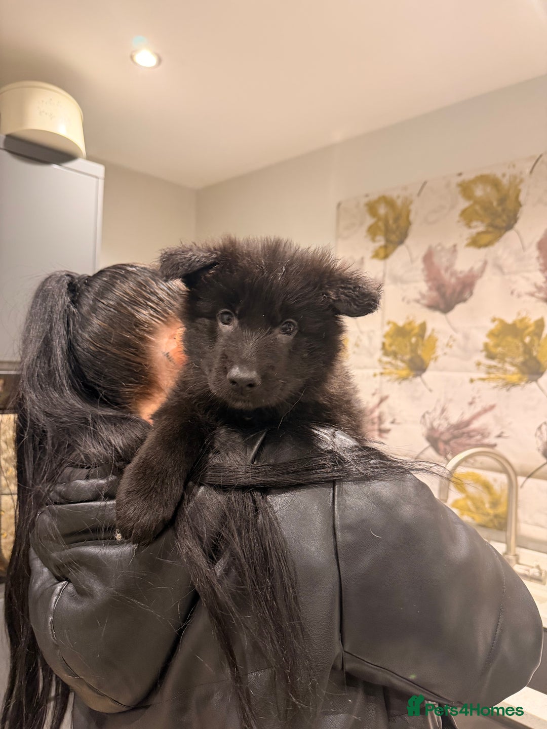 German Shepherd dogs for sale: Straight Back German Shepherd Pups -Ready to leave - Advert 14