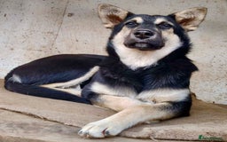 German Shepherd dogs for adoption: Luna – Left to Freeze, But Still Held On - Image 9