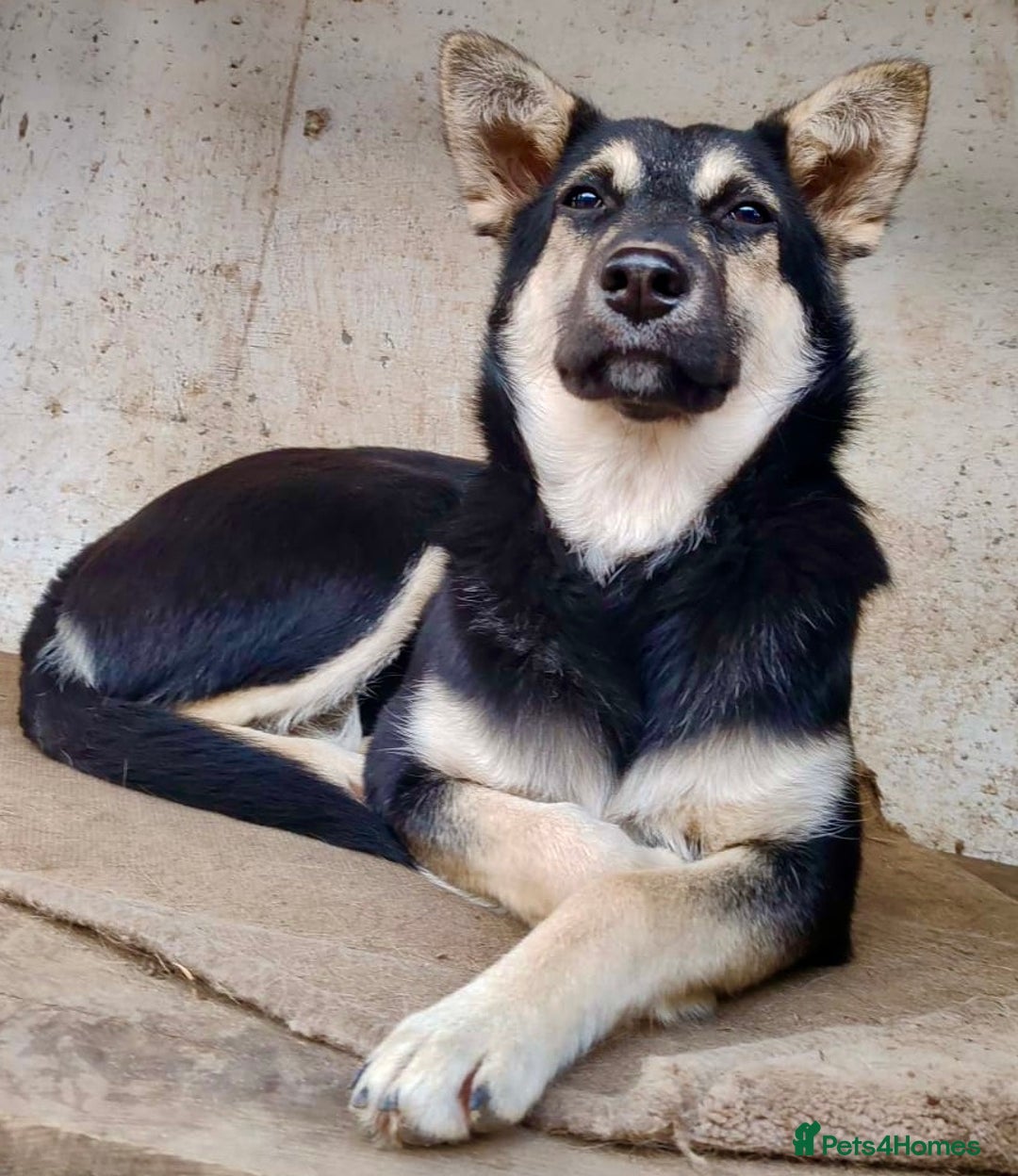 German Shepherd dogs for adoption: Luna – Left to Freeze, But Still Held On - Image 9
