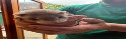 Ferret rodents for sale: Ferret Kits  in Manchester - Advert 8