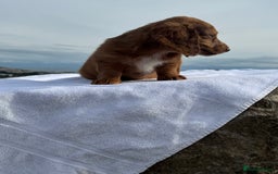 Miniature Dachshund dogs for sale: Last 2 long hair dachshund boys ready  - Image 9