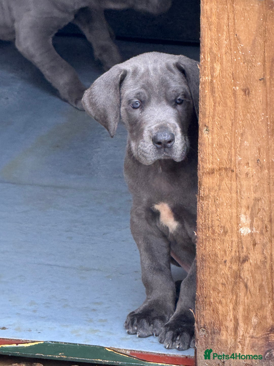 Great Dane dogs for sale: Great Dane puppies looking for forever homes  - Image 8