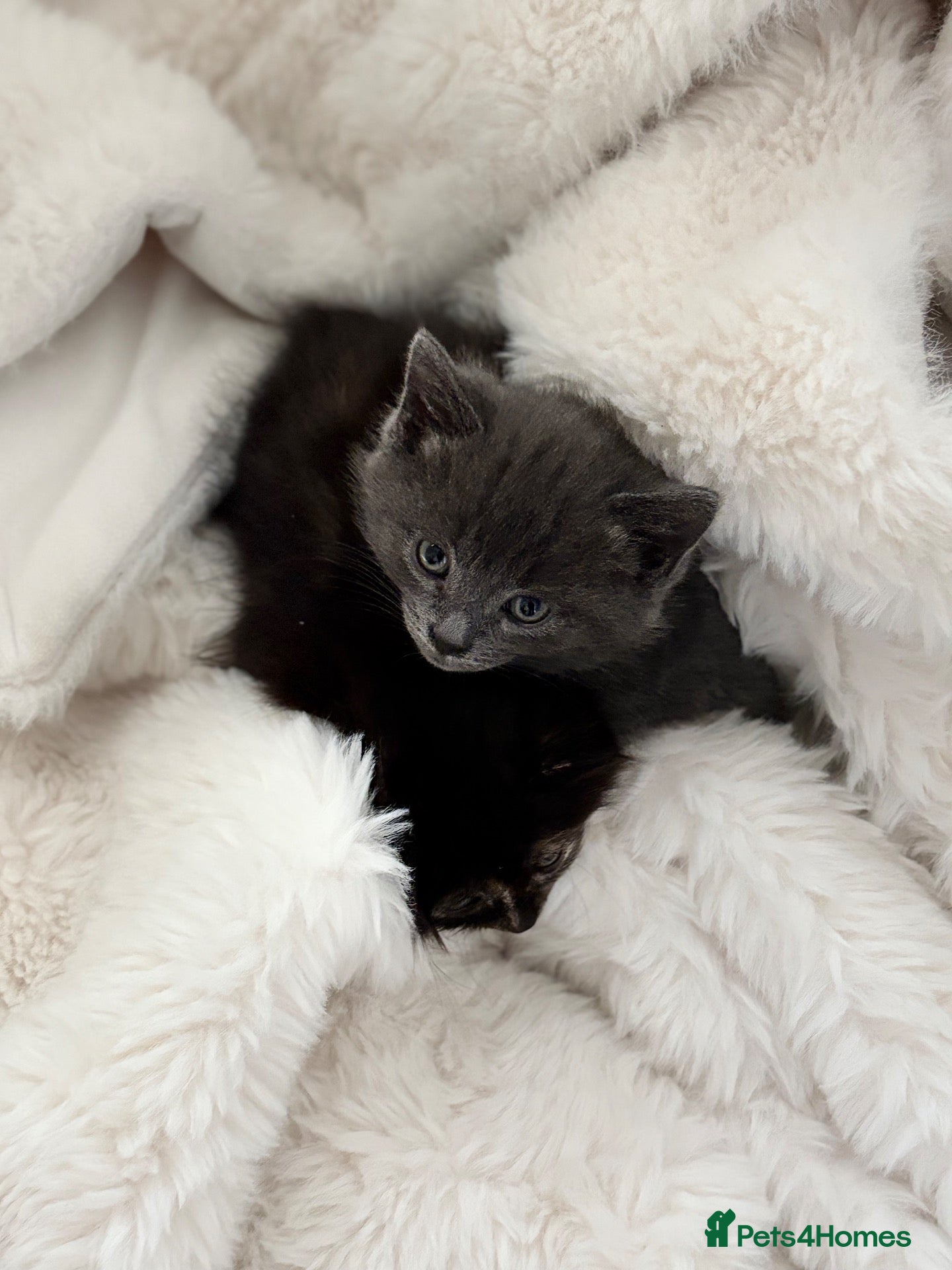 Mixed Breed cats for sale: Stunning kittens❤️ - Advert 18