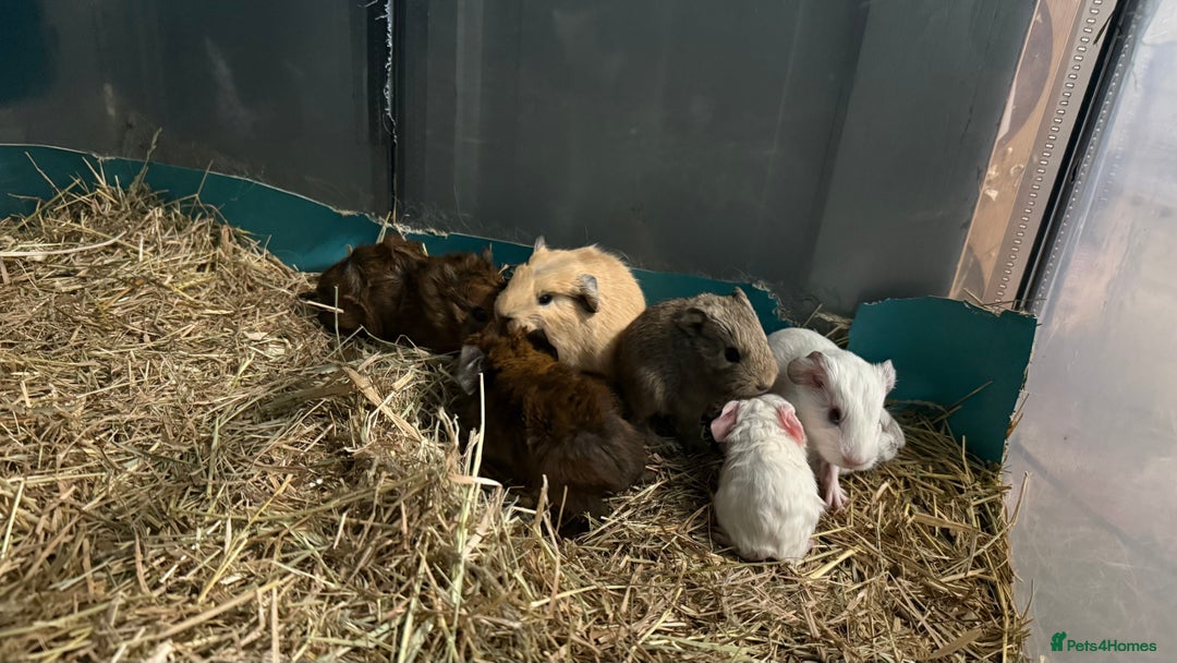 Guinea Pig rodents for sale: Guinea pigs for sale - Advert 6