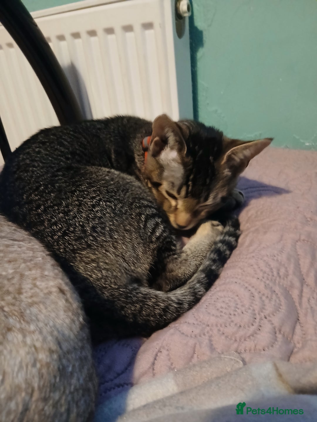 Oriental cats for sale: 1 girls  - Advert 4