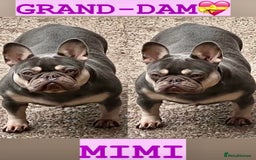French Bulldog dogs for sale: QUALITY HOME BRED FRENCH BULLDOG PUPPIES - Image 17