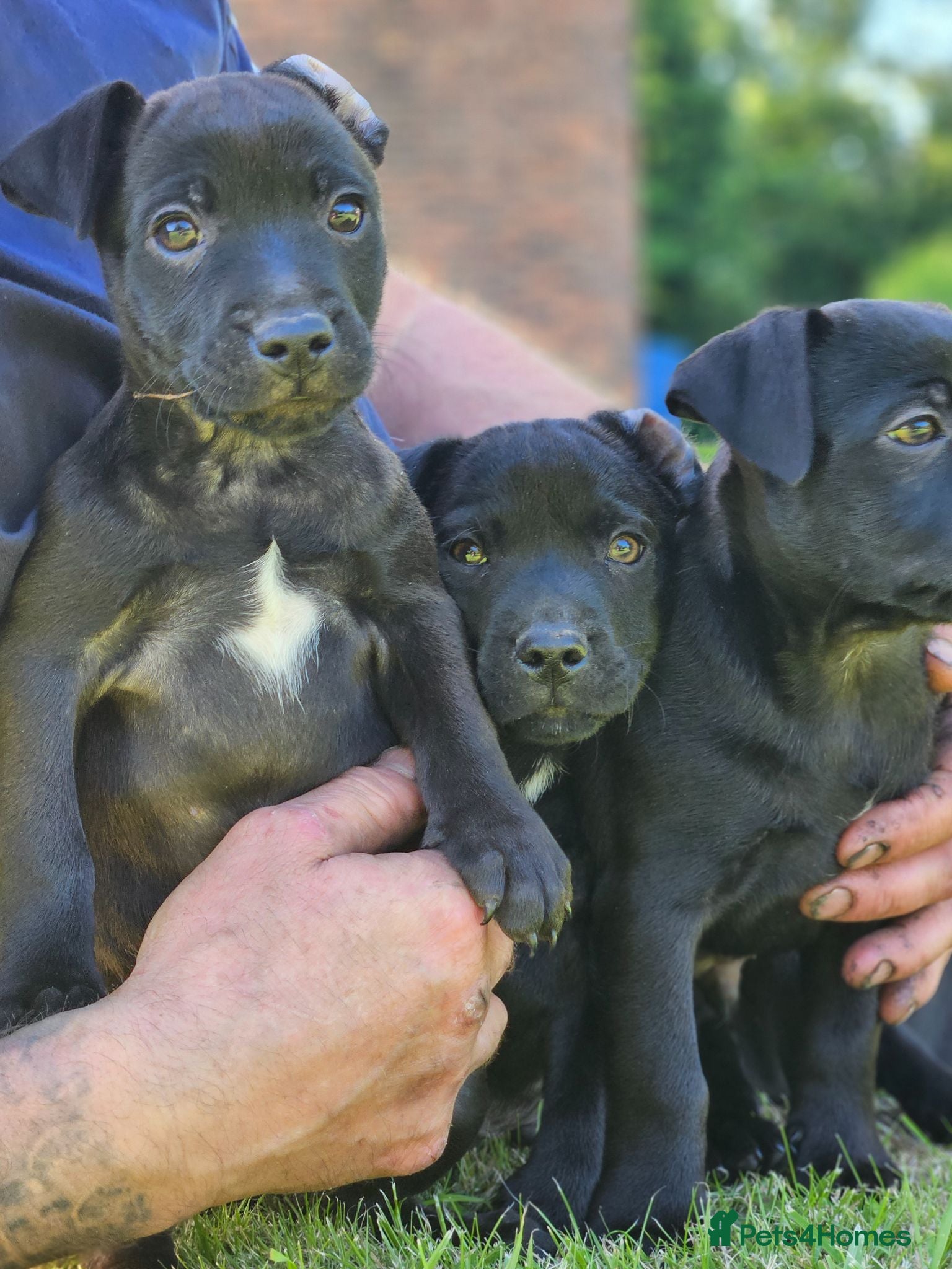 Patterdale Terrier dogs Ready now Stunning patterdale terriers  - Advert 2