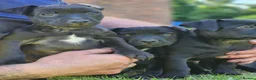 Patterdale Terrier dogs for sale: Ready now Stunning nutal patterdale terriers  - Advert 2