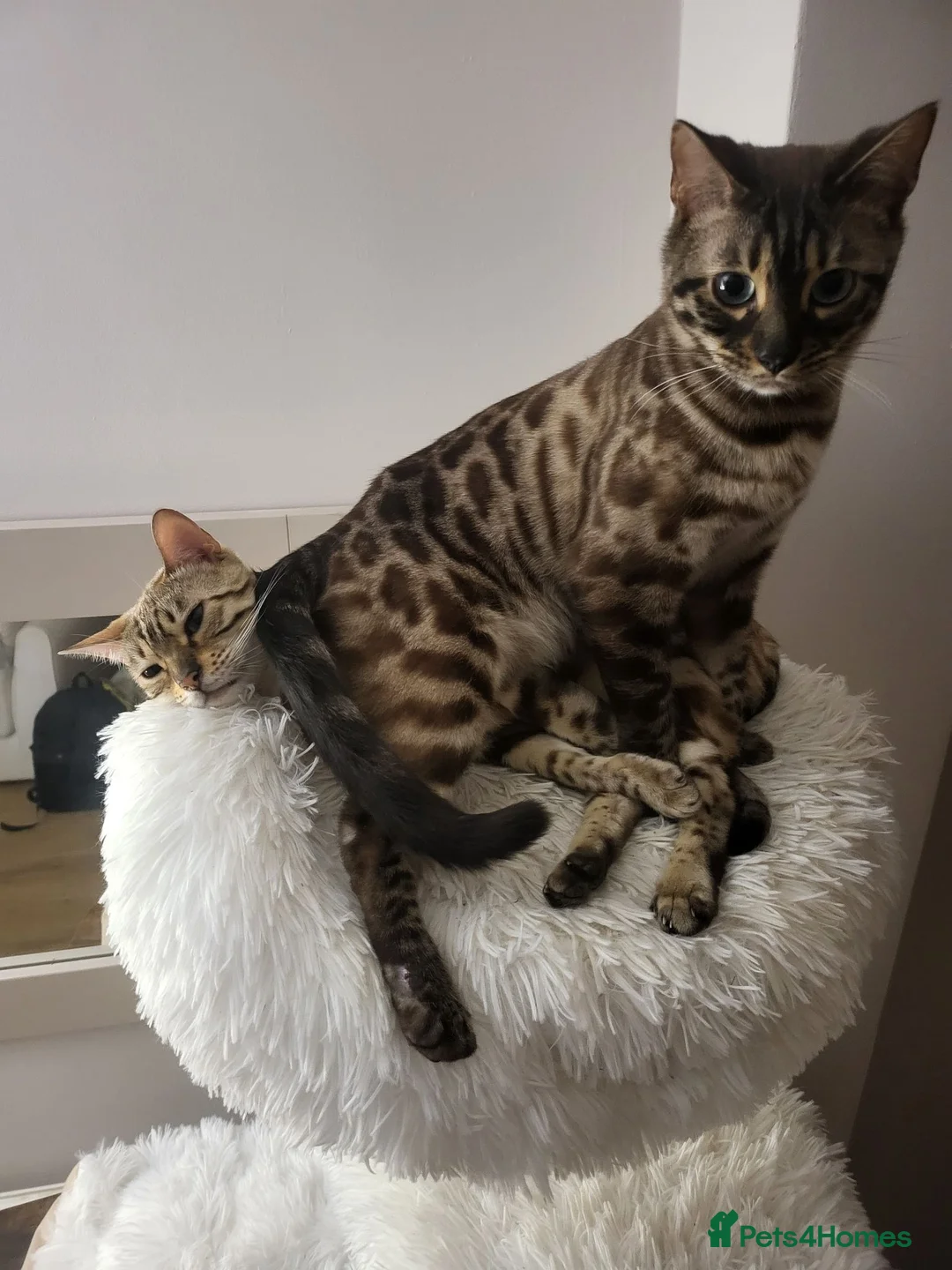 Bengal cats for sale: Bengal - Advert 4