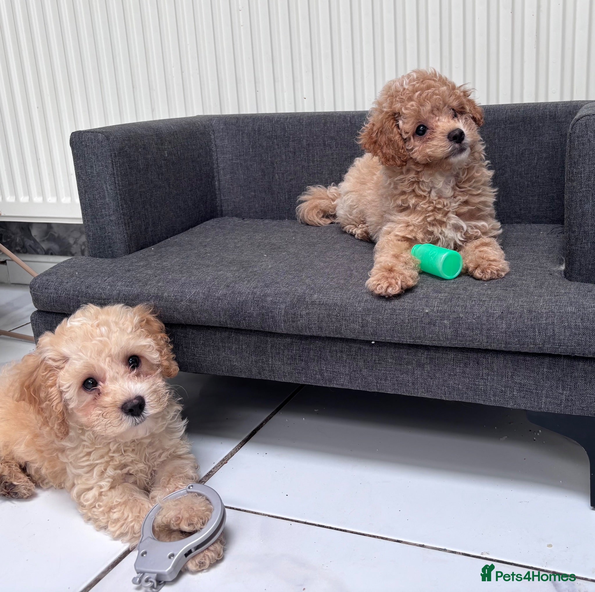 Cavapoo dogs 2Boys left. Cavapoo Puppies - Advert 1