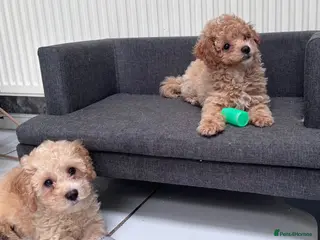 Cavapoo dogs 2Boys left. Cavapoo Puppies - Advert 1