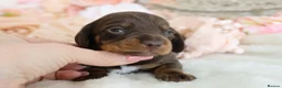 Miniature Dachshund dogs for sale: KC Miniature Dachshund Puppies - Advert 29