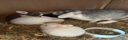Mini Lop rabbits for sale: Beautiful mini lop bunnies  - Advert 2