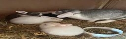 Mini Lop rabbits for sale: Beautiful mini lop bunnies  - Advert 2